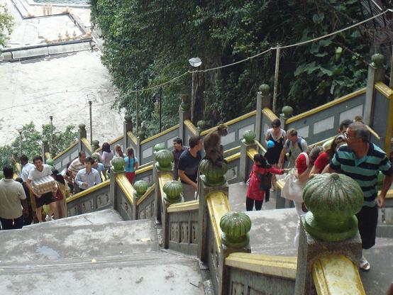 میمون در معبد هندوها مالزی