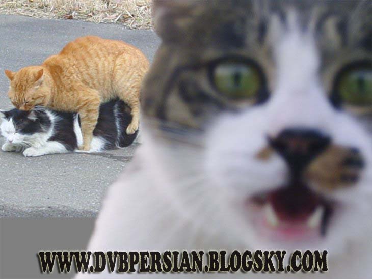 عکسی از تجاوز وحشیانه به یک دختر در خیابان!!!