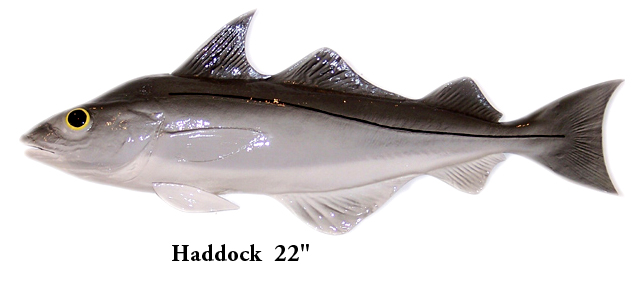 Haddock Fish