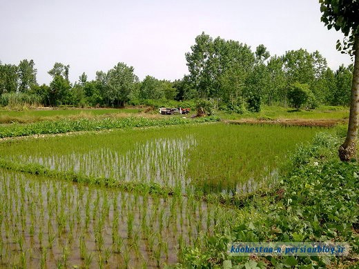 مزرعه برنج - لنگرود