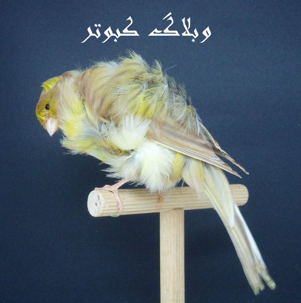 http://s1.picofile.com/file/6824017102/_kabotar_mohammadie_.jpg