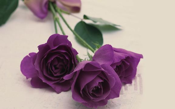 گل هایی برای جشن و هدیه