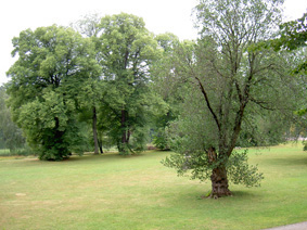 هاگا پارک در گوتنبرگ