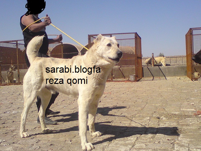 سگ ایرانی اصیل