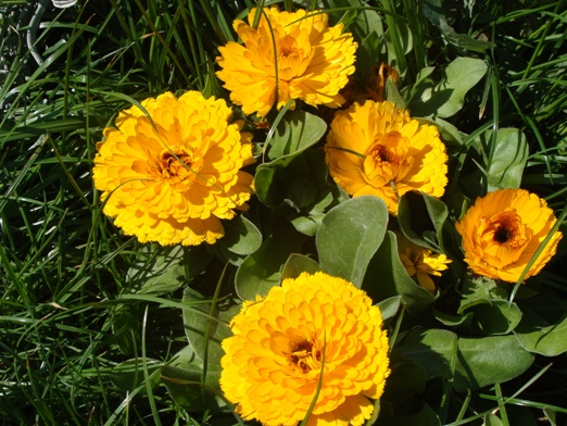 همیشه بهار