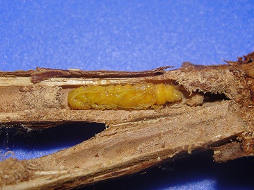 شفیره رزاسه