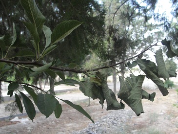 آثار پژمردگی شاخه حامل لارو