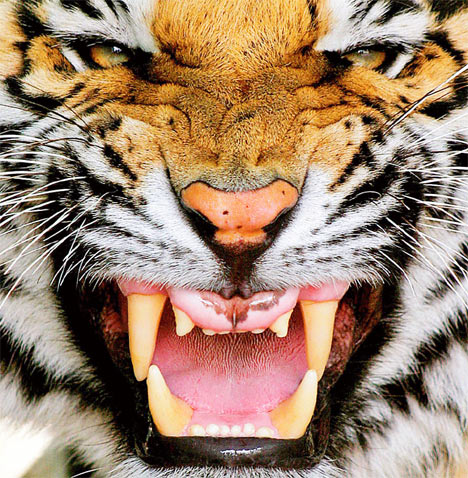 http://s1.picofile.com/file/6934058348/tiger.jpg