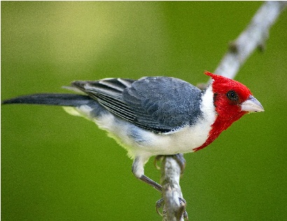 [تصویر: Red_Crested_Cardinal_Pantanal_Brazil.jpg]