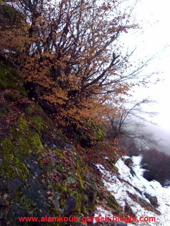زیبا