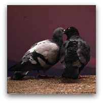عکس های احساسی و عاشقانه از پرندگان                rojpix.com