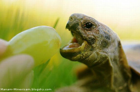 غذا خوردن لاک‍‍پشت