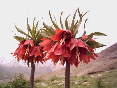 لاله واژگون - Overturened Tulips