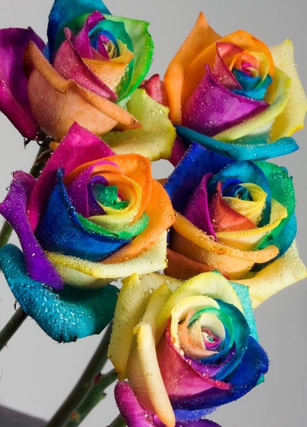spectacular_rainbow_flowers03.jpg