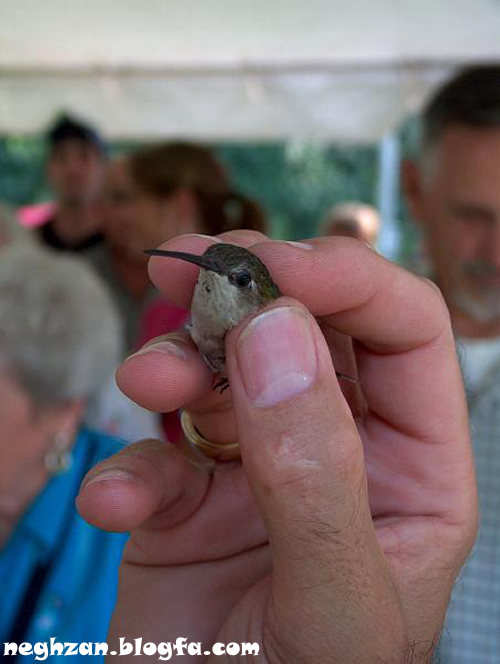 neghzan.blogfa.com | اهالی نق زن