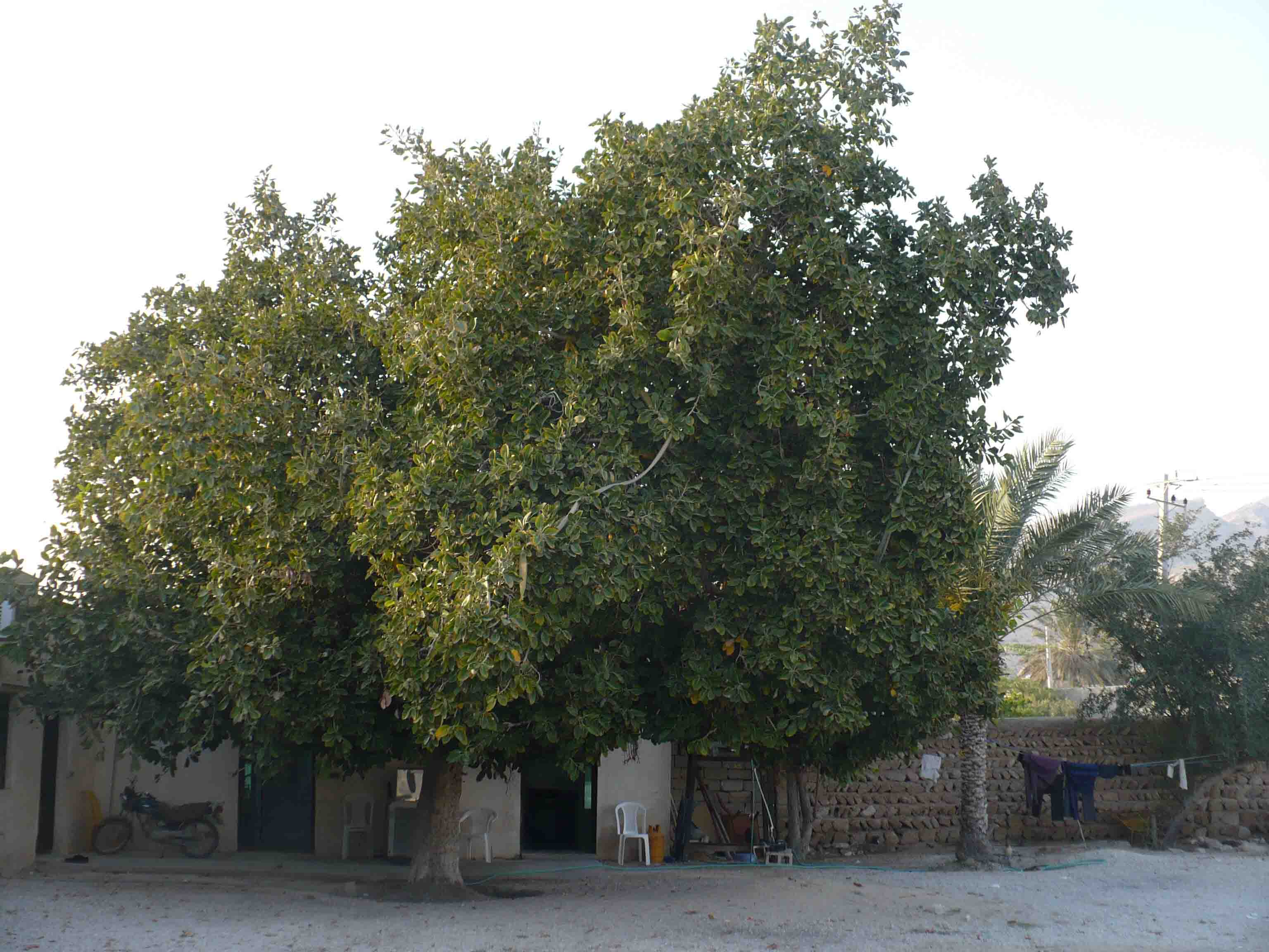 یک درخت قدیمی تو حیات موزه سیراف