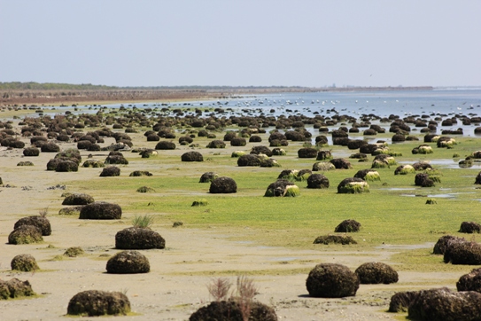 تالاب