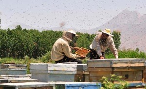  آموزش كامل پرورش زنبور عسل برای درامدزایی