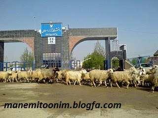 دانشگاه آزاد