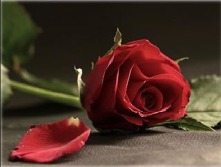 [تصویر: 398680_328829747137542_172417702778748_1...0627_n.jpg]