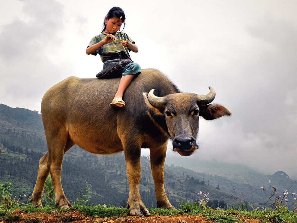 hmong_child_buffalo_48274_990x742.jpg