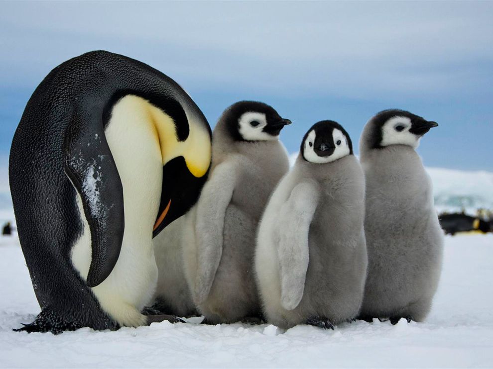 emperor_penguins_antarctica_48270_990x742.jpg