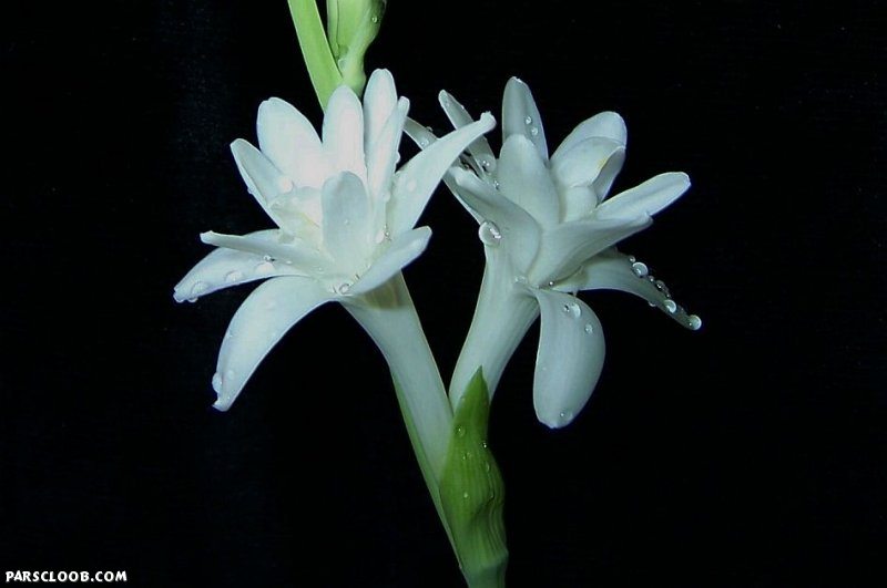نیلوفرانه