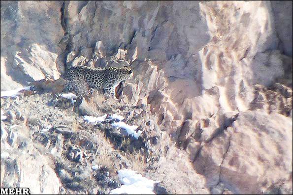 [تصویر: Persian_Leopards_spotted_in_Taleghan_2.jpg]