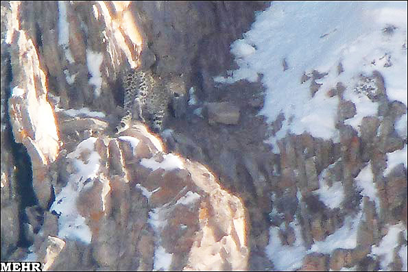 [تصویر: Persian_Leopards_spotted_in_Taleghan_3.jpg]