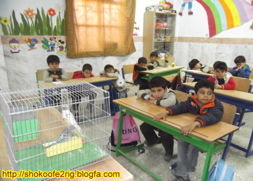 پیش دبستانی شکوفه2بندرریگ