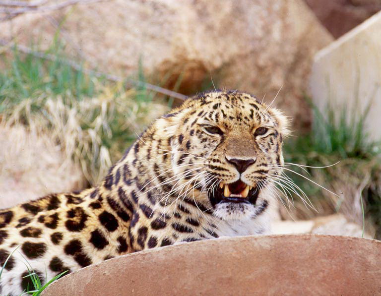 [تصویر: Panthera_pardus_orientalis_Amur_Leopard.jpg]