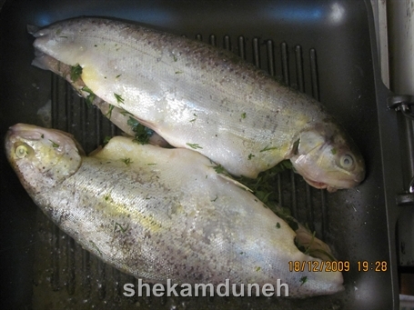 ماهی قزل آلا