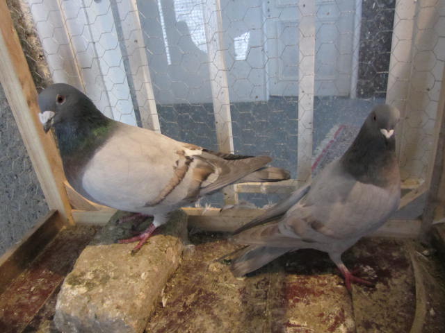 کبوتر