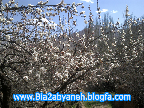شکوفه های ابیانه