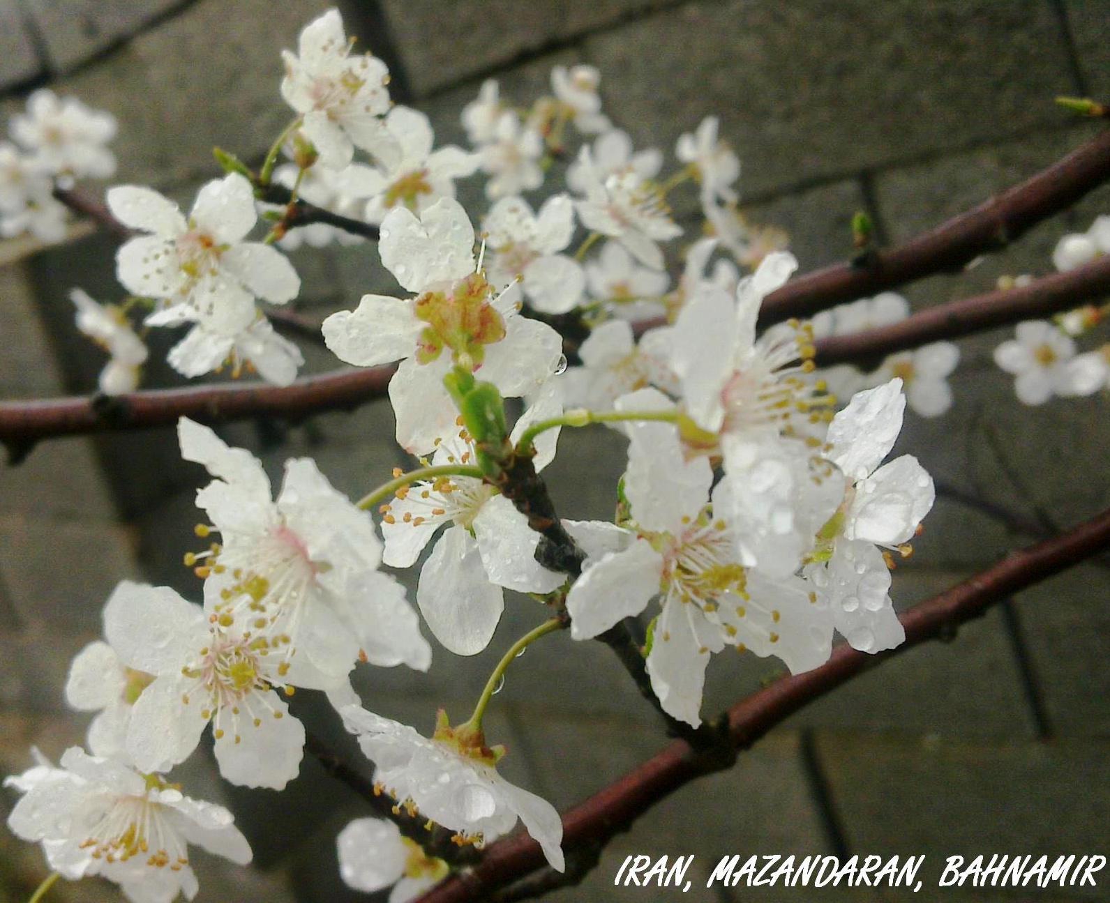 شکوفه های درخت آلوچه روستا