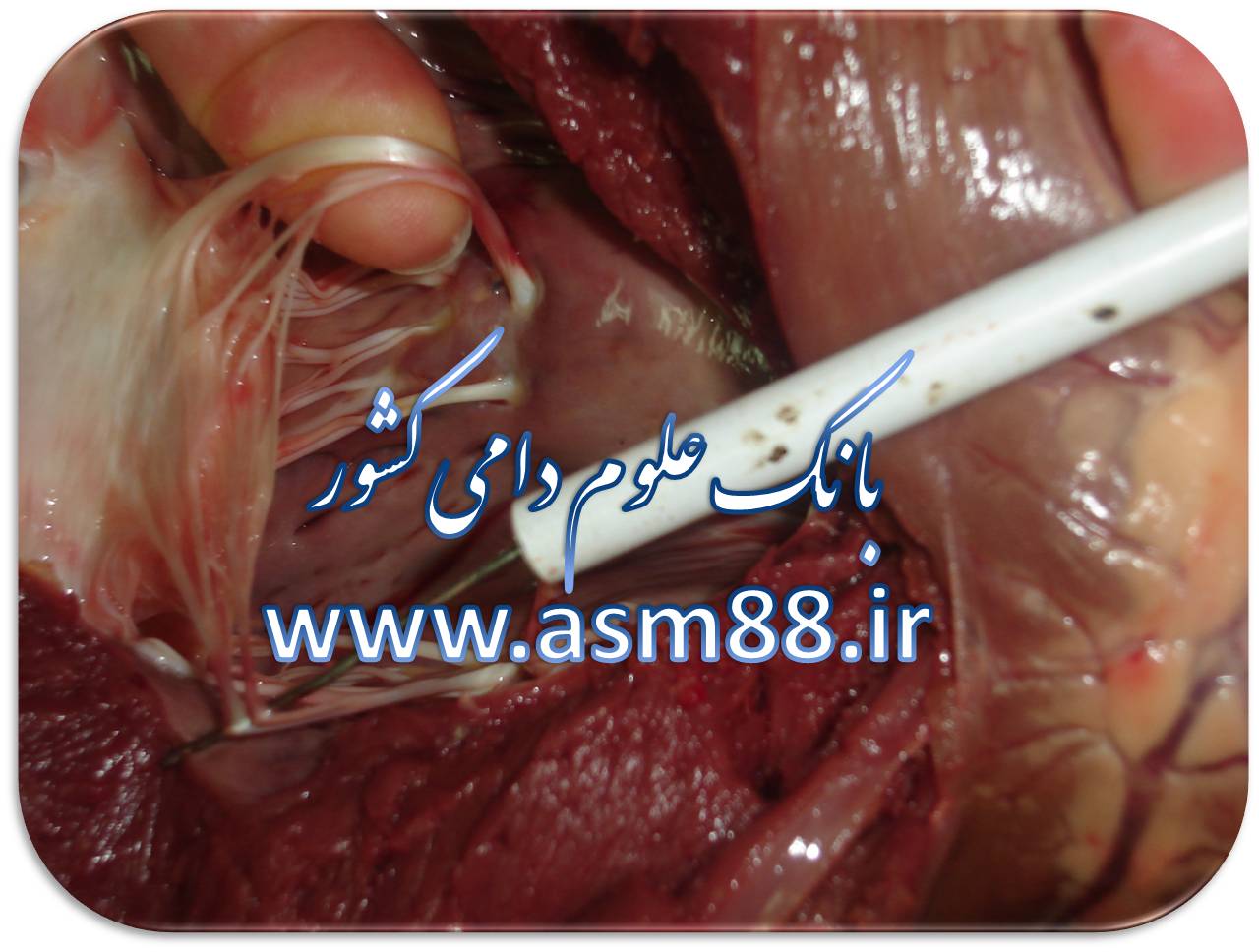 www.asm88.ir
