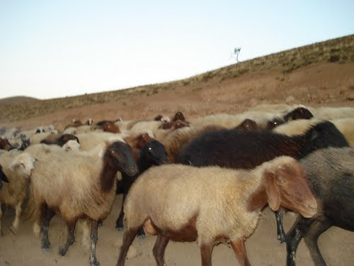 رمگ