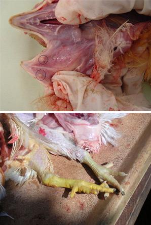 مایکوتوکسین‌ها در تغذیه طیور - Mycotoxins in poultry nutrition