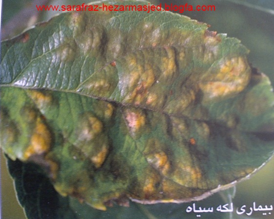 بیماری لکه سیاه www.sarafraz-hezarmasjed.blogfa.com