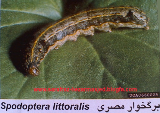 www.sarafraz-hezarmasjed.blogfa.com Spodoptera littoralis برگخوار مصری