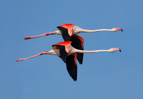 [تصویر: Greater_Flamingo_flight.jpg]