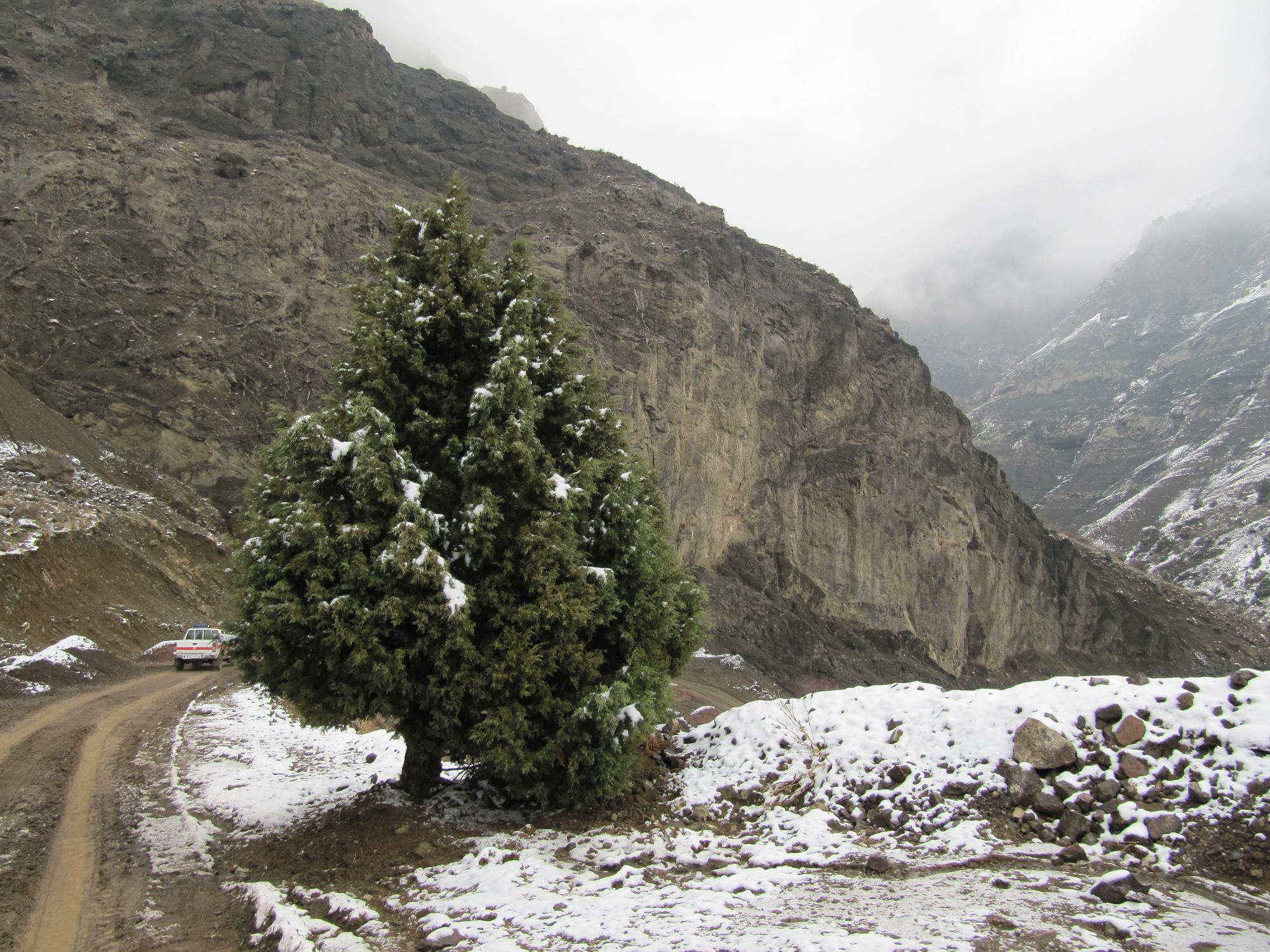 تک درختی در میان کوهها