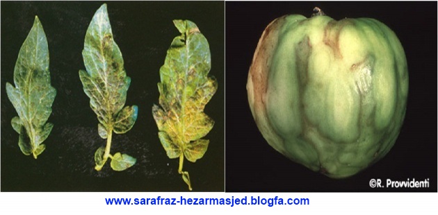  www.sarafraz-hezarmasjed.blogfa.com بیماری ویروسی پژمردگی لکه ای Tomato spotted wilt virus 