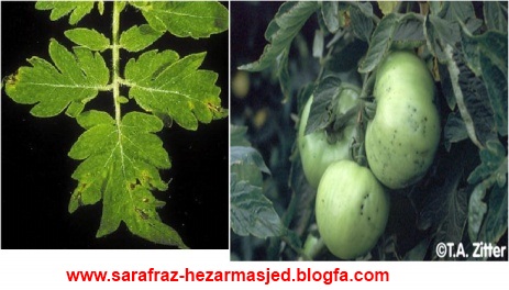 www.sarafraz-hezarmasjed.blogfa.com Pseudomonas syringae pv. tomato بیماری لکه گرد گوجه فرنگی 