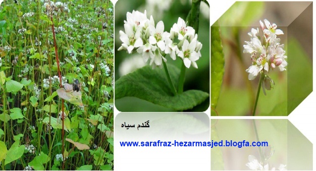 گندم سیاه Fagopyrum spp. www.sarafraz-hezarmasjed.blogfa.com