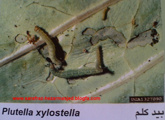 بید کلم   plutella xylostella    www.sarafraz-hezarmasjed.blogfa.com