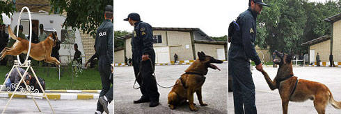 گزارش تصویری از مرکز آموزش سگ‌های موادیاب ناجا