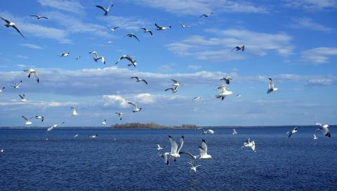 seagulls_sea_landscape_nature_animal.jpg