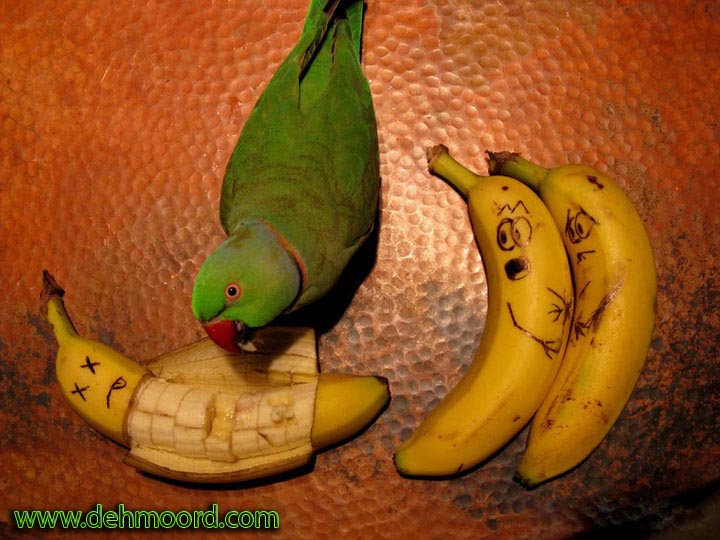 [عکس: parrot_and_banana_funny_art.jpg]