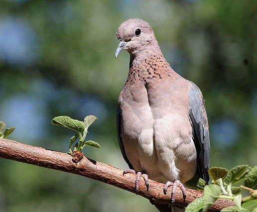 http://s1.picofile.com/file/7447800642/laughing_dove_05a14021.jpg